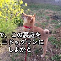 花のにおいを嗅ぐハルちゃん