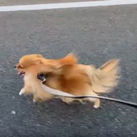 走る犬