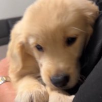 平常心を取り戻した子犬