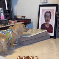 女性の写真を見つめて立ち止まる犬
