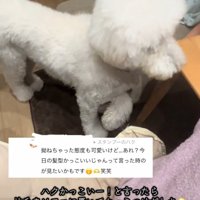 ハクくんを褒めてみた飼い主さん