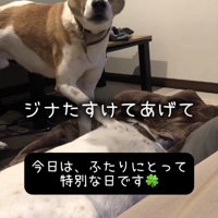 横になっている先住犬のそばに寄り添う弟犬