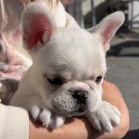 抱っこされている白い子犬