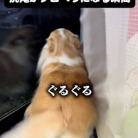 高速回転するしっぽ1