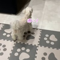 パパさんの帰りを待つナナくん8