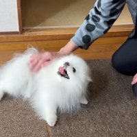 おばあちゃんに撫でられて嬉しそうに寝転がる犬