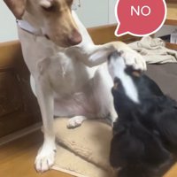 頭をポンポン♪