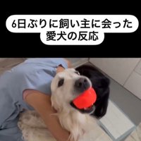 むう君＆める君と飼い主さんの再会8