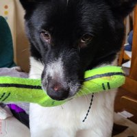 体重19キロに成長！
