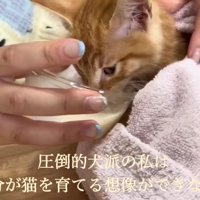 里親募集を考えたけど…