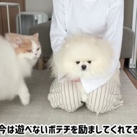 「ポテチちゃん、頑張って」
