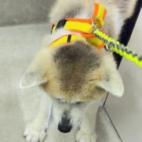 「行きたくないよ〜」
