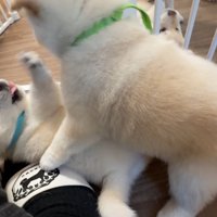 元気にワンプロ中♪