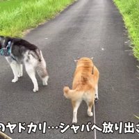 放り出されたおもちちゃん