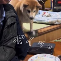 皿を落とした犬