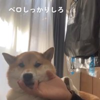 部屋で横になりながら男性にアゴの下を撫でられる柴犬