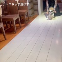 前を向く犬