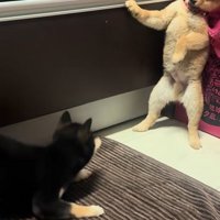 ワンプロ中の豆柴の子犬達