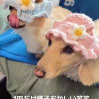 帽子をかぶる小型犬たち