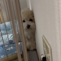 進んできたてんてん君