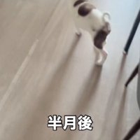 飼い主の持っている器を見て、周り始める子犬