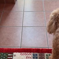見送る犬2
