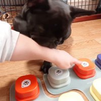 ボタンに手を伸ばす飼い主