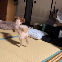 ビビちゃんを遊びに誘うイヴちゃん2