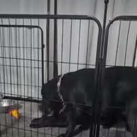 縄を取り合う犬3