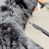 リードをつけたまま前に進む犬