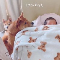赤ちゃんが来た日のうにちゃん＆きぬ君2