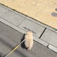 右に曲がる犬