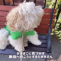 横を向く犬