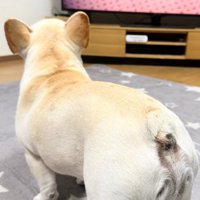 テレビを観る犬の背中