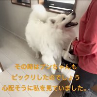 嬉しそうに足元を歩き回るセブンちゃん