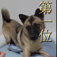 お尻をあげて構える犬