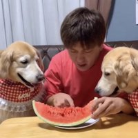 食べるのを待つ犬