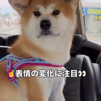 ドライブ中のひなちゃんの変化5