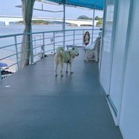 「今日も平和だ」