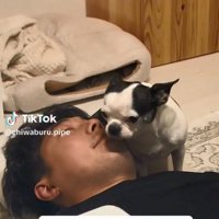 パパに顔を近づけるピペちゃん