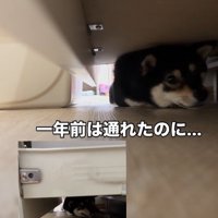 隙間に入ろうとする千幸ちゃん