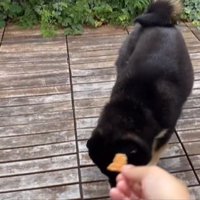 おやつを探す柴犬