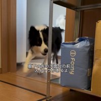 走って洗面所へ向かう犬