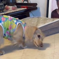 床に顔を近づける犬