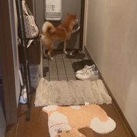 ドアを押す柴犬