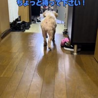 玄関ドアに駆け寄る犬