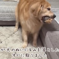 おもちゃを見事に回収