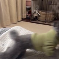 ハウスを失敗するさくらちゃん4