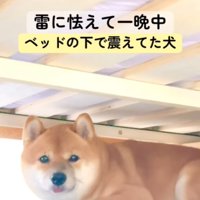 ベッドの下で怯える柴犬