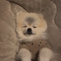 眠るしらすちゃん1